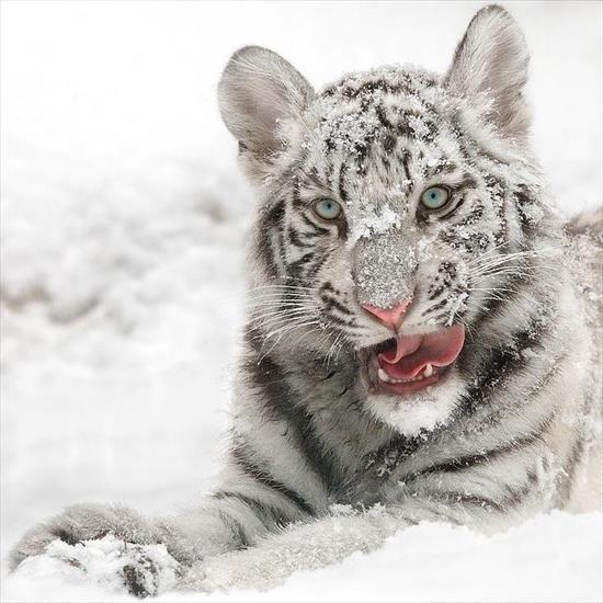 Zwierzęta1 - Winter portrait - By Aleksey Masanov.jpg