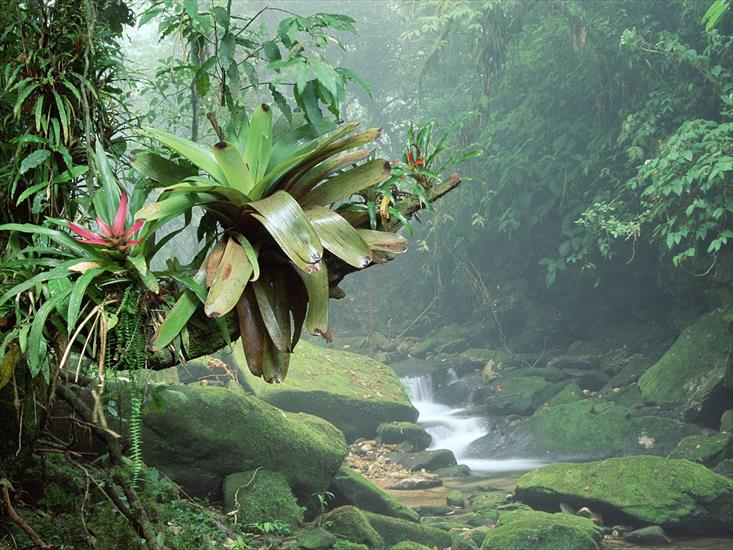 Galeria - Bromeliads, Bocaina National Park, Atlantic Rainforest, Brazil.jpg