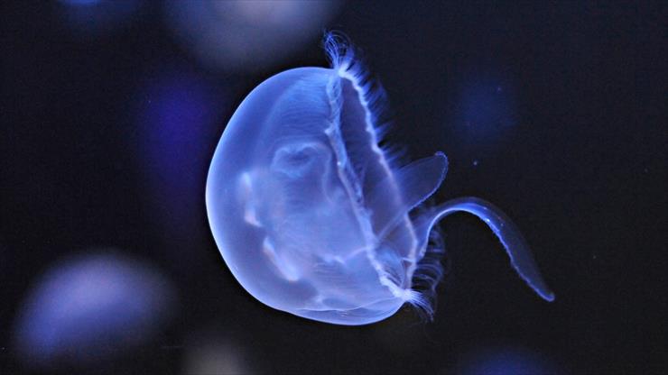 Tapety FullHD - blue_jellyfish-1920x1080.jpg