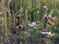 thumbs - field-flowers-grass-3726.jpg