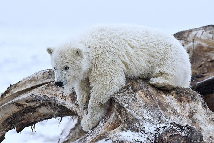 Przerażające Zdjęcia - polar-bear-cub-on-bones.jpg