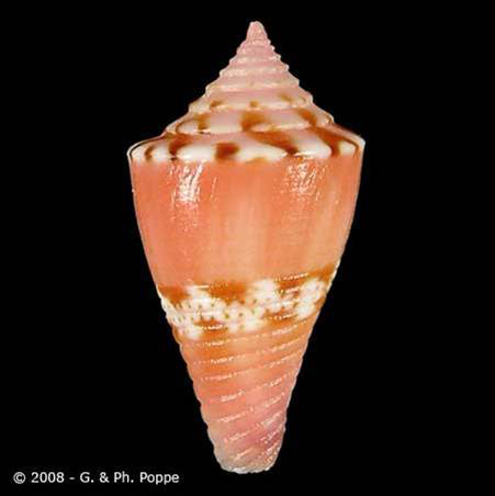 Muszle - Conus articulatus.jpg