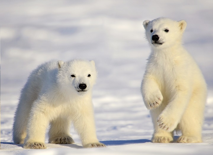  RATUJMY NIEDŹWIEDZIE POLARNE - Polar-Bear-Mother-and-Cubs-by-Michelle-Valberg-_MV83473_SM.jpg