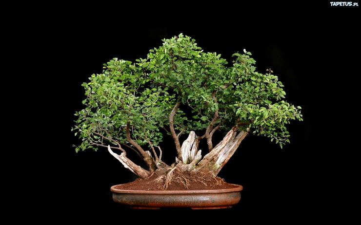 Drzewka Bonsai - 251182_drzewko-bonsai-czarne-tlo.jpg