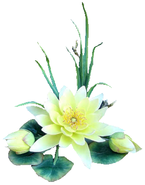  Kwiaty - lilyandpads.png