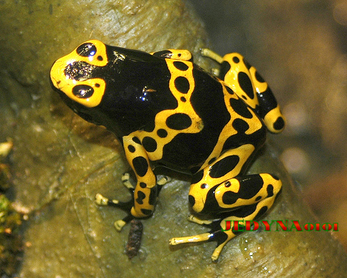  NAJBARDZIEJ NIEZWYKŁE ŻABY ŚWIATA - Dendrobates leucomelas.jpg