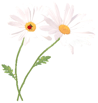 Kwiaty Chomisia52 1 - 1205.gif