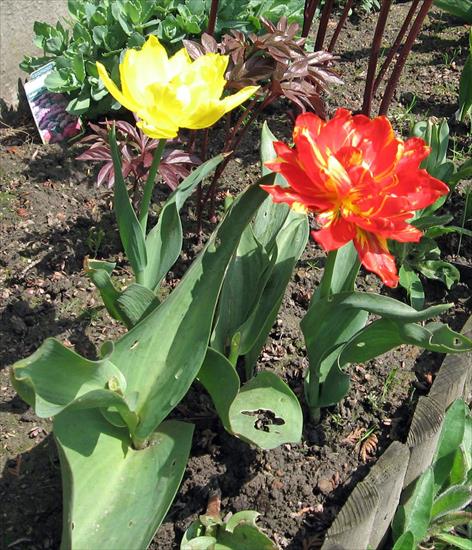 Kwiaty z mojej rabaty - Tulipan 3.jpg
