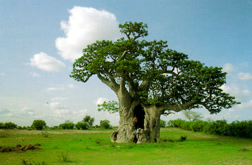 Najdziwniejsze rośliny świata - Baobab1.jpg