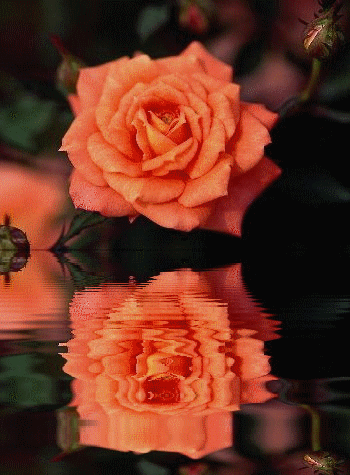 Kwiaty na wodzie - Ra_9.gif