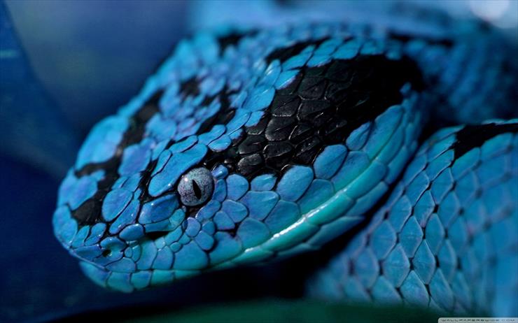 gady, płazy itp - blue_snake-wallpaper-2560x1600.jpg