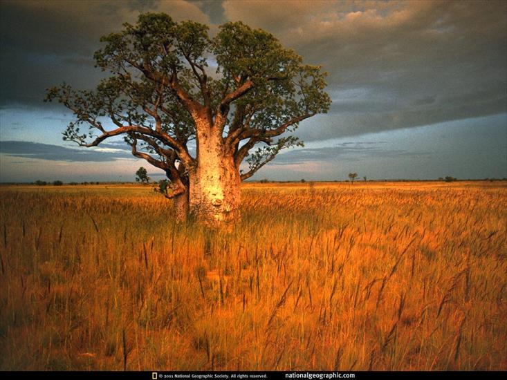 śliczne widoczki - baobab.jpg