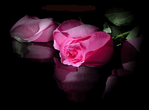kwiaty - porzucona rózowa róza.jpg