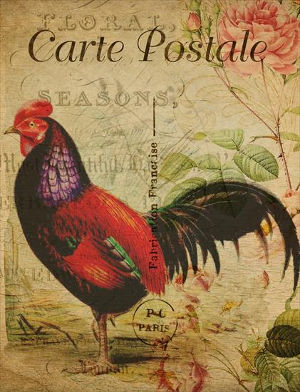 POSTCARD VINTAGE - vintage-french-chicken-postcard.jpg
