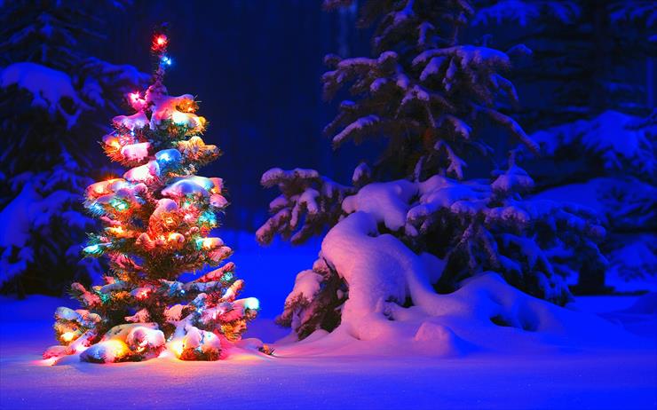 50 New Year Trees HD Wallpapers - 11.jpg