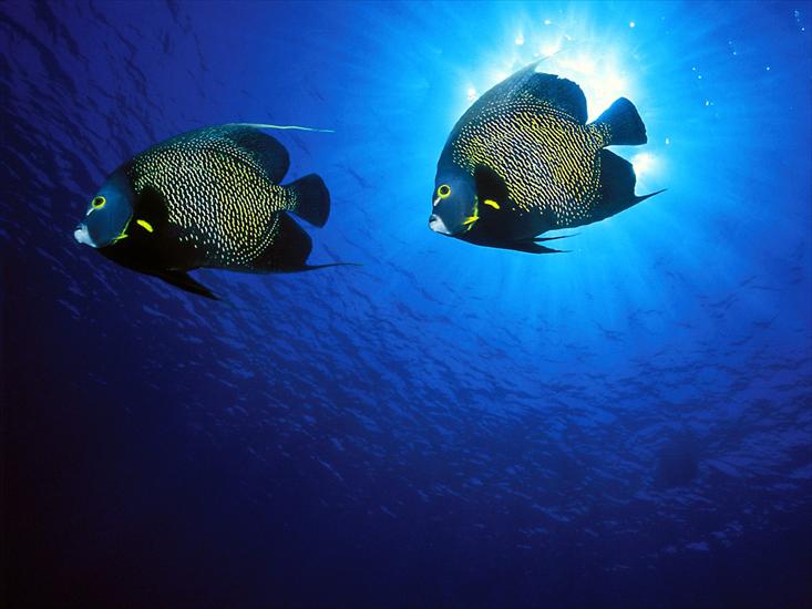 Tapety na pulpit - French Angelfish.jpg
