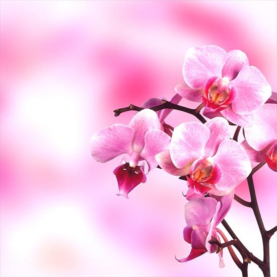  Tła Piękne  - rozowa orchidea_1.jpg